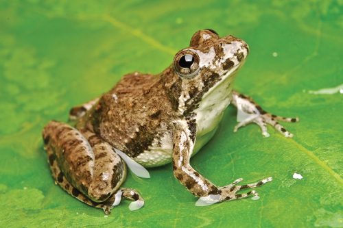 frog