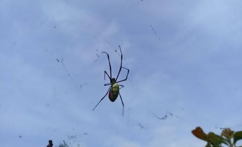 Spiders in Nepal