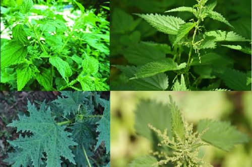 Nettle plant in Nepal