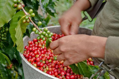 Coffee in Nepal