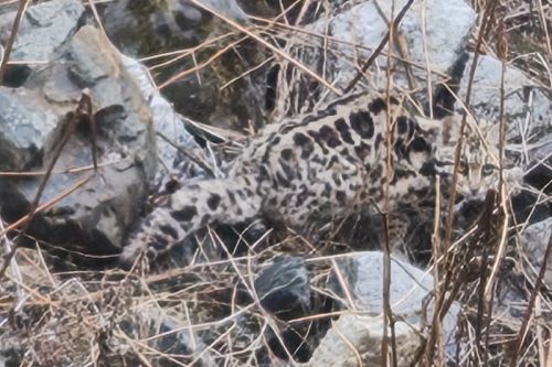A Spotlight on the Elusive Clouded Leopard