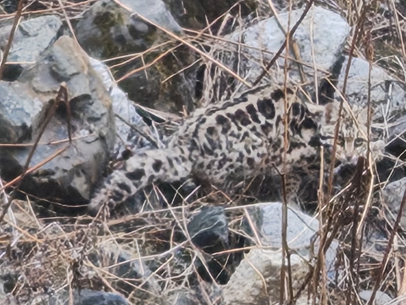 A Spotlight on the Elusive Clouded Leopard