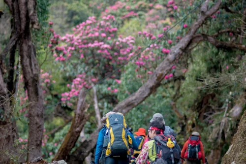 Trekkers walking through blooming rhododendron forests during the best season for trekking in Nepal