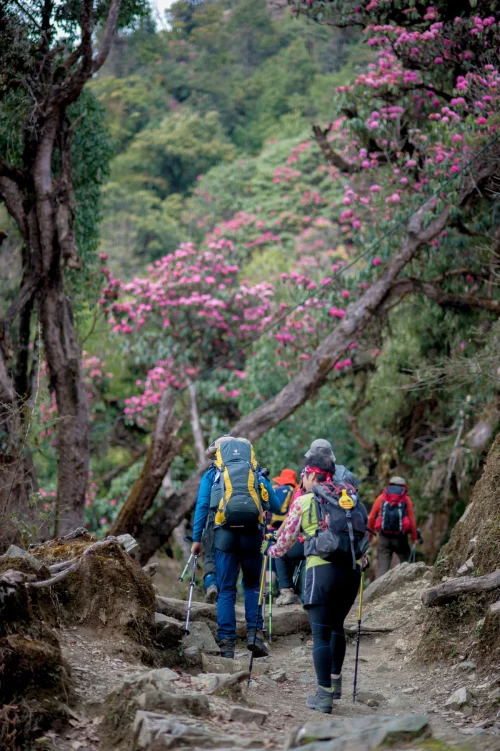 Trekkers walking through blooming rhododendron forests during the best season for trekking in Nepal