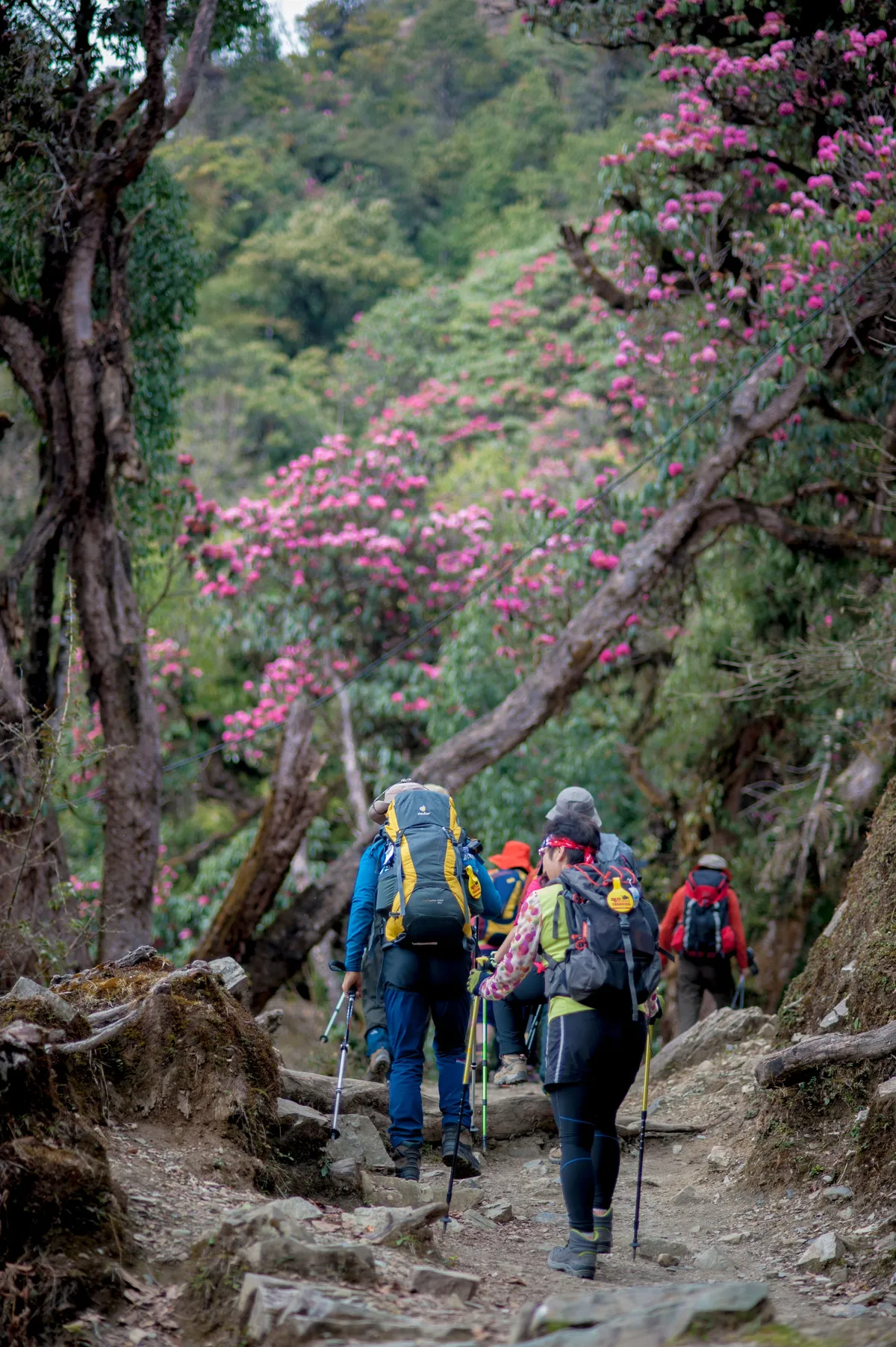 Trekkers walking through blooming rhododendron forests during the best season for trekking in Nepal