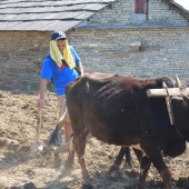 Ox plough